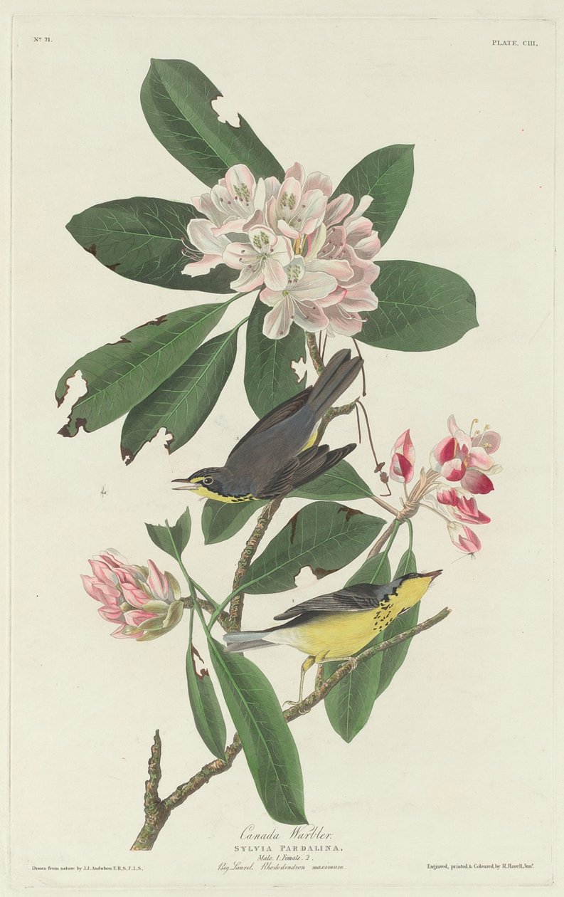 Kanadan paisti, 1831. tekijältä Robert Havell