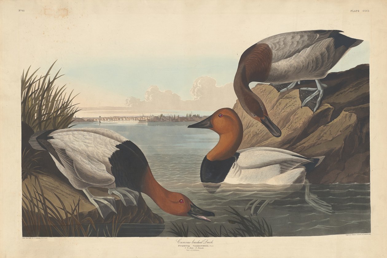 Kanvasselkäinen ankka, 1836. tekijältä Robert Havell