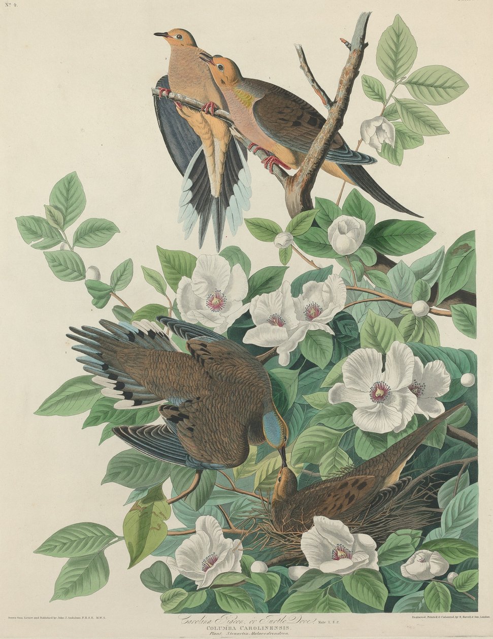 Carolina Pigeon tai Turtle Dove, 1827. tekijältä Robert Havell