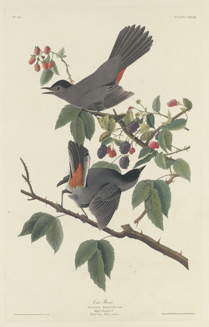 Kissalintu, 1832. tekijältä Robert Havell