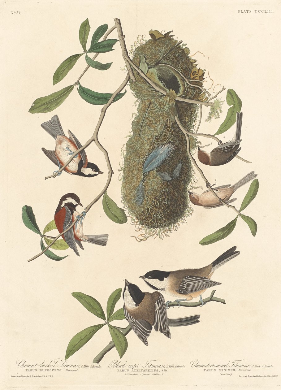 Kastanjaselkäinen tiainen, mustakärkinen tiainen ja kastanjakruunutiainen, 1837. tekijältä Robert Havell
