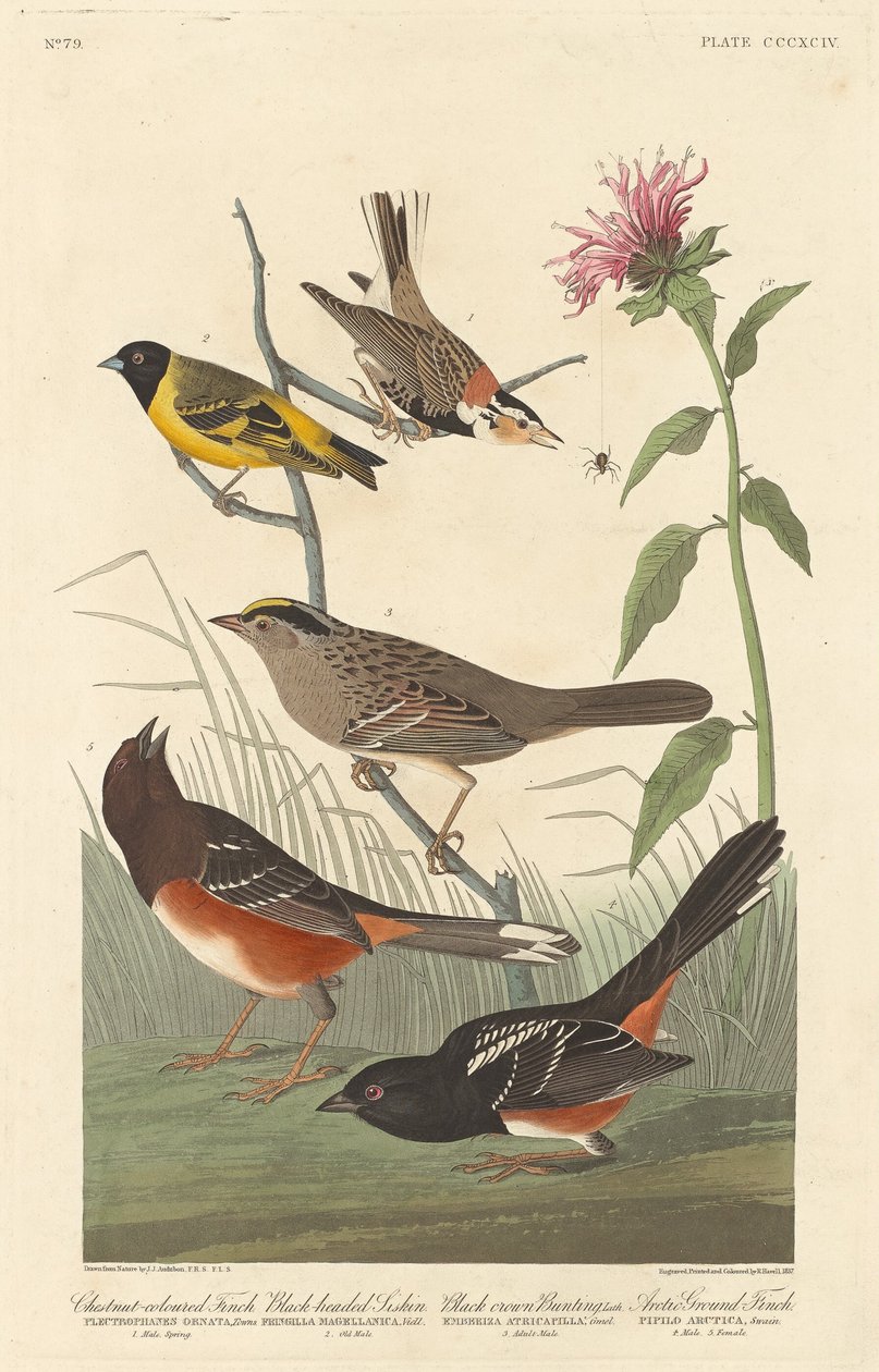 Kastanjanvärinen peippo, mustapäinen siskin, mustasirkku ja arktinen peippo, 1837. tekijältä Robert Havell