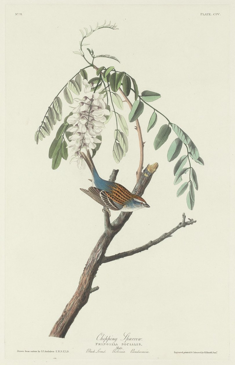 Chipping Sparrow, 1831. tekijältä Robert Havell