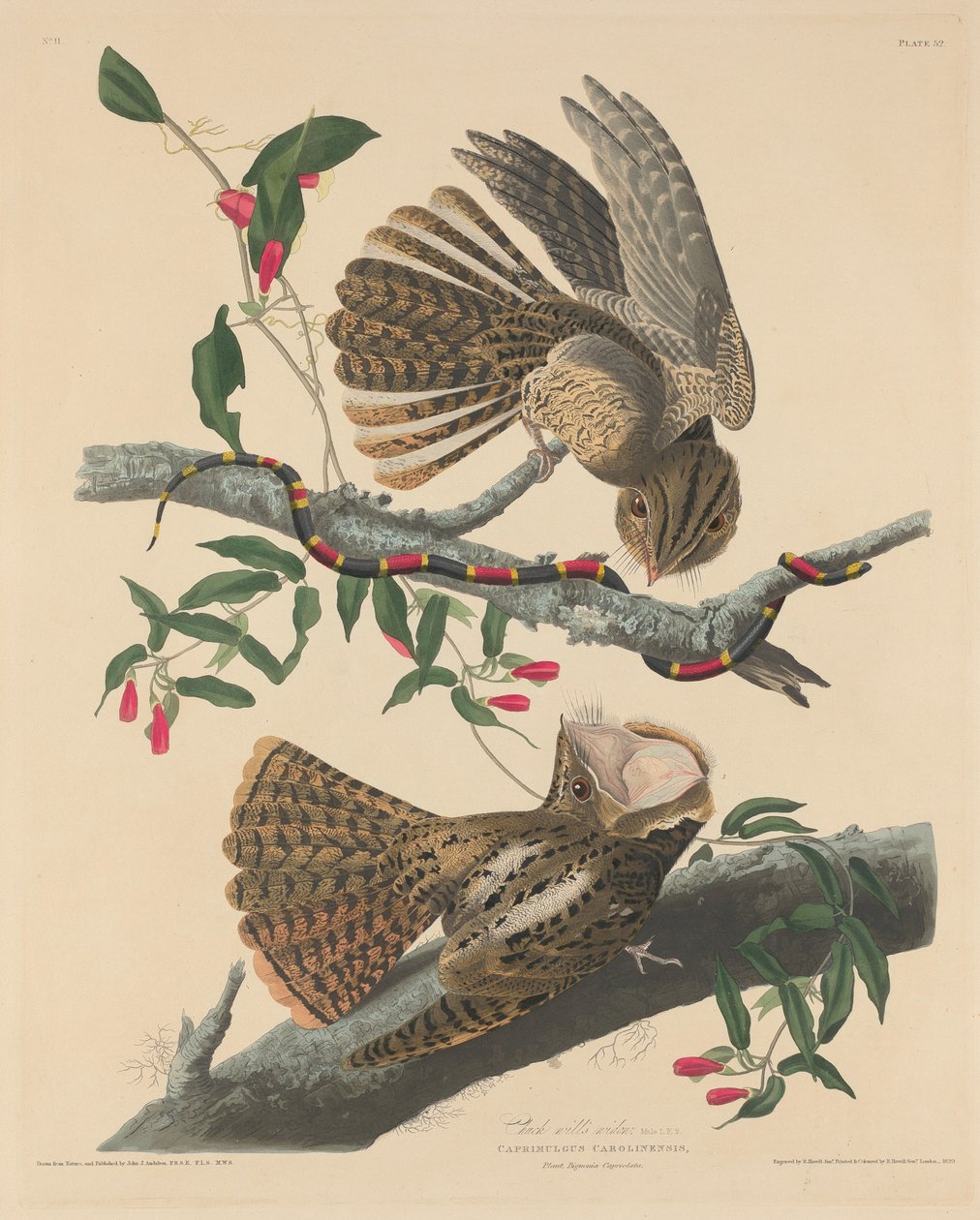 Chuck Willin leski, 1829. tekijältä Robert Havell