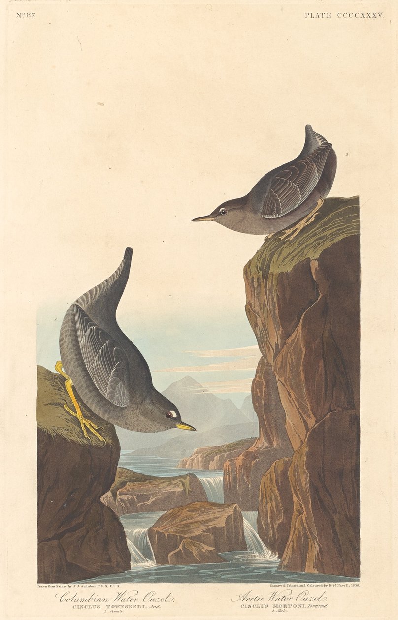 Columbian Water Ouzel ja Arctic Water Ouzel, 1838. tekijältä Robert Havell