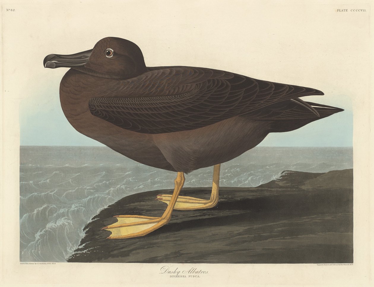Dusky Albatross, 1838. tekijältä Robert Havell