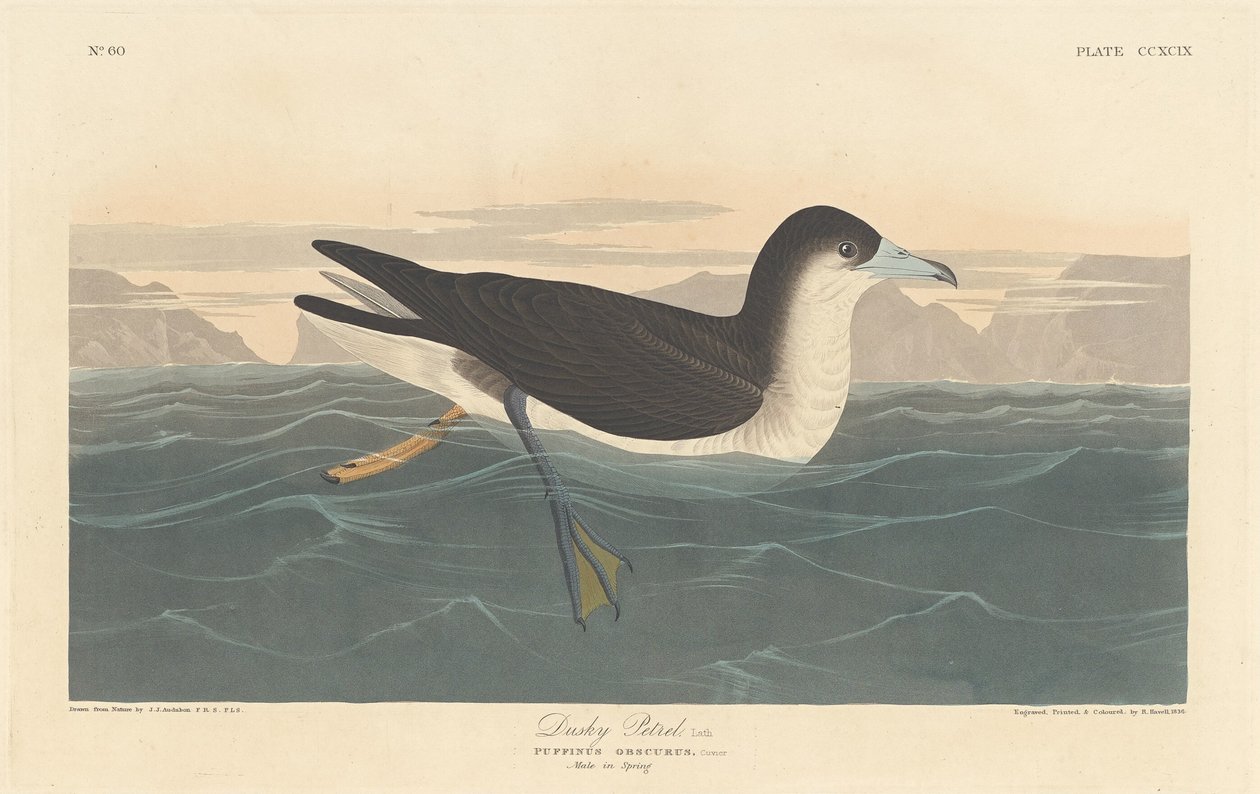 Dusky Petrel, 1836. tekijältä Robert Havell