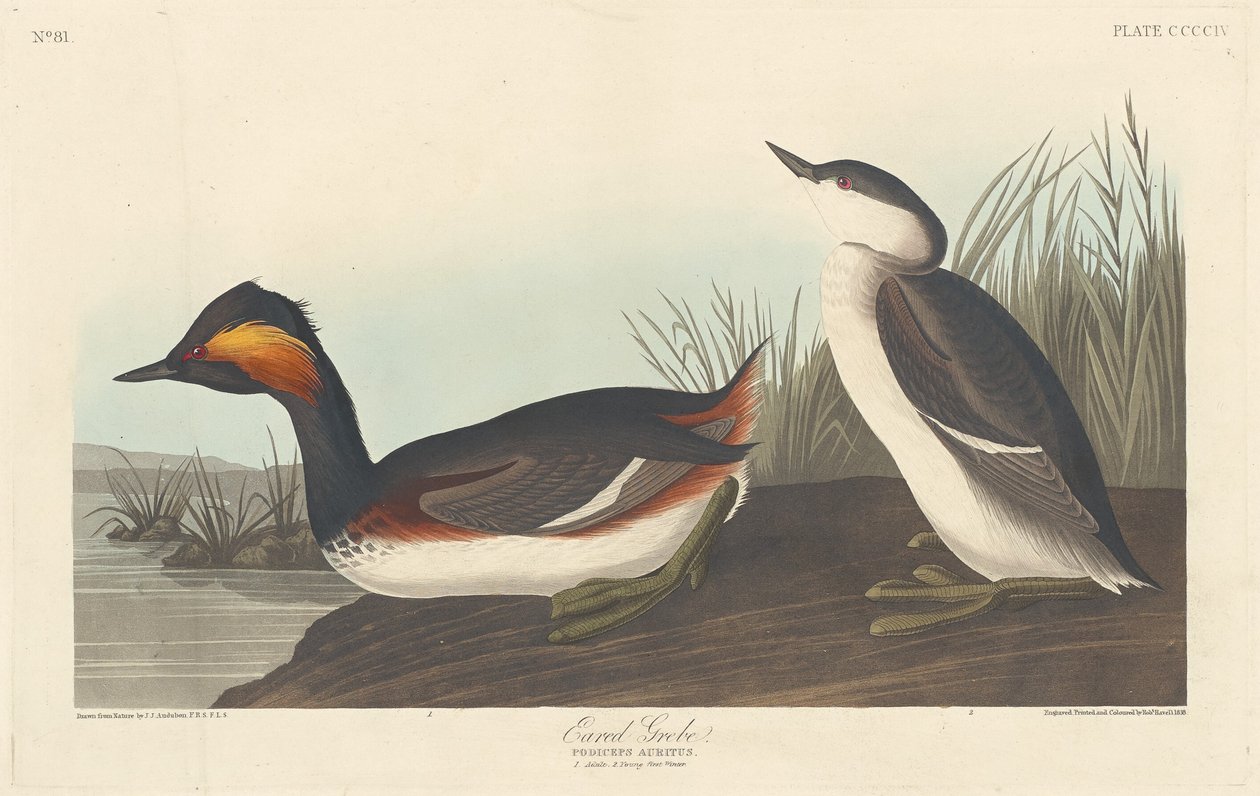 Eared Grebe, 1838. tekijältä Robert Havell