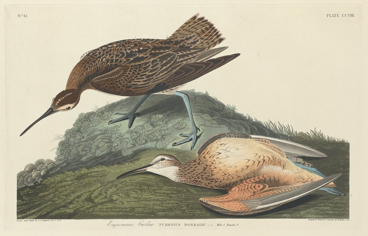 Curlew-eskimot, 1834. tekijältä Robert Havell