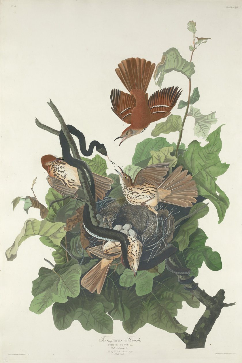 Rautarastas, 1831. tekijältä Robert Havell