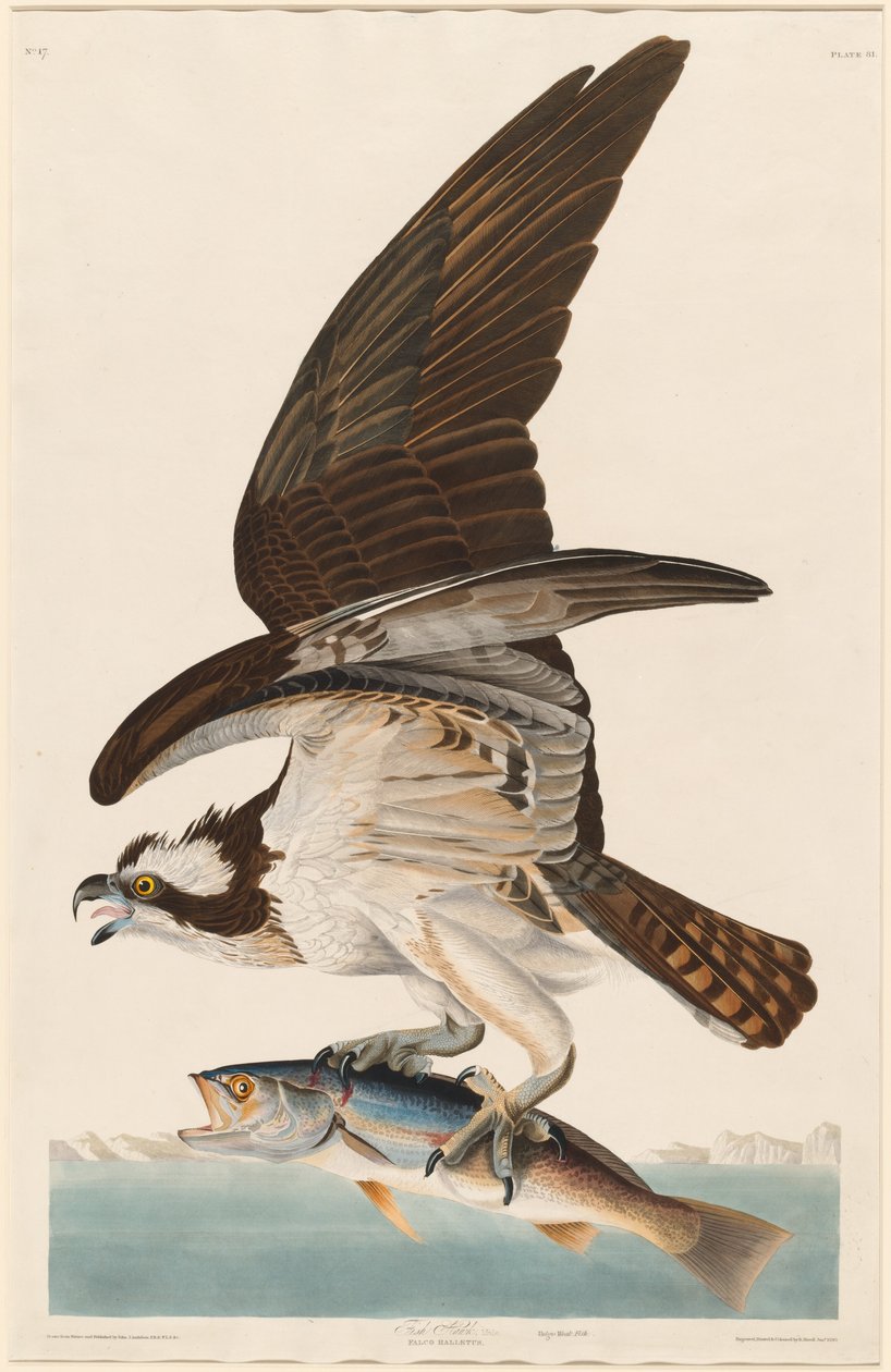 Fish Hawk, 1830. tekijältä Robert Havell