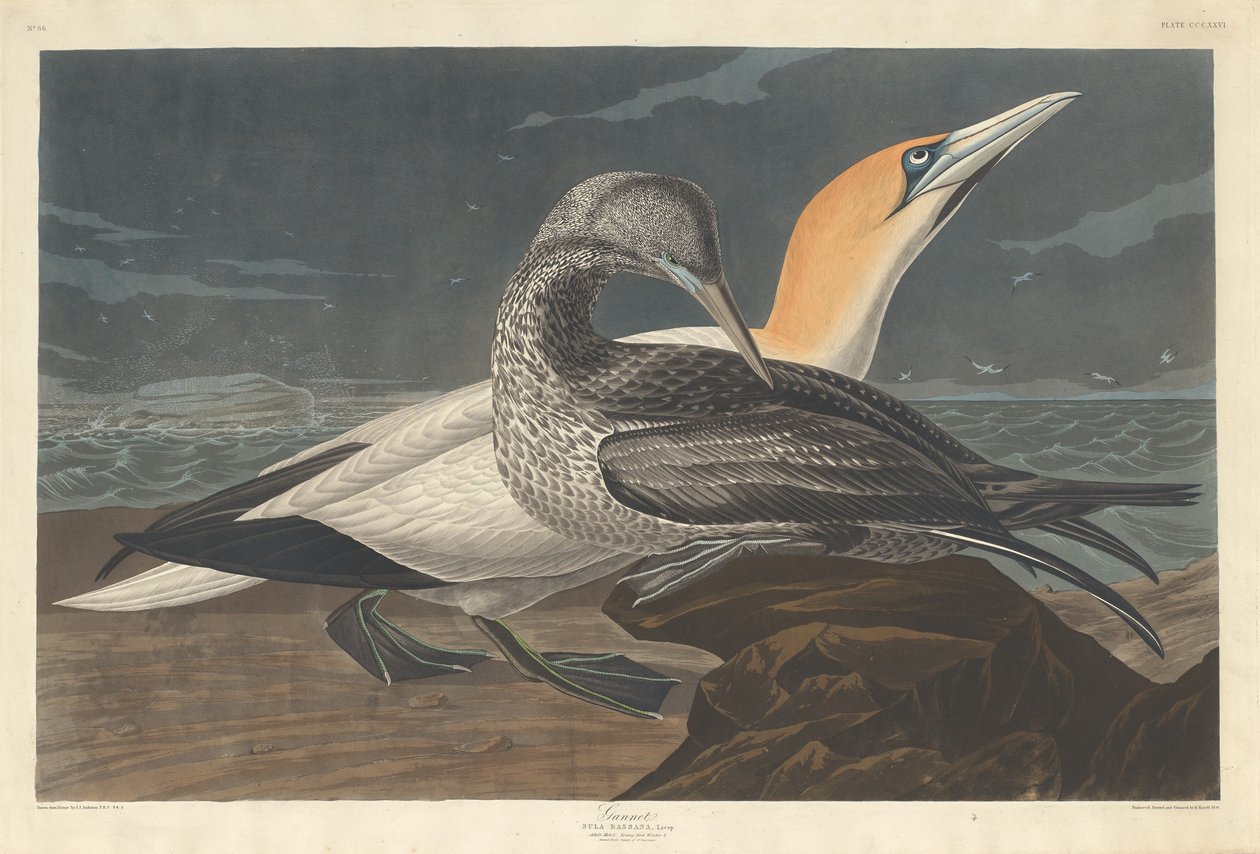 Gannet, 1836. tekijältä Robert Havell