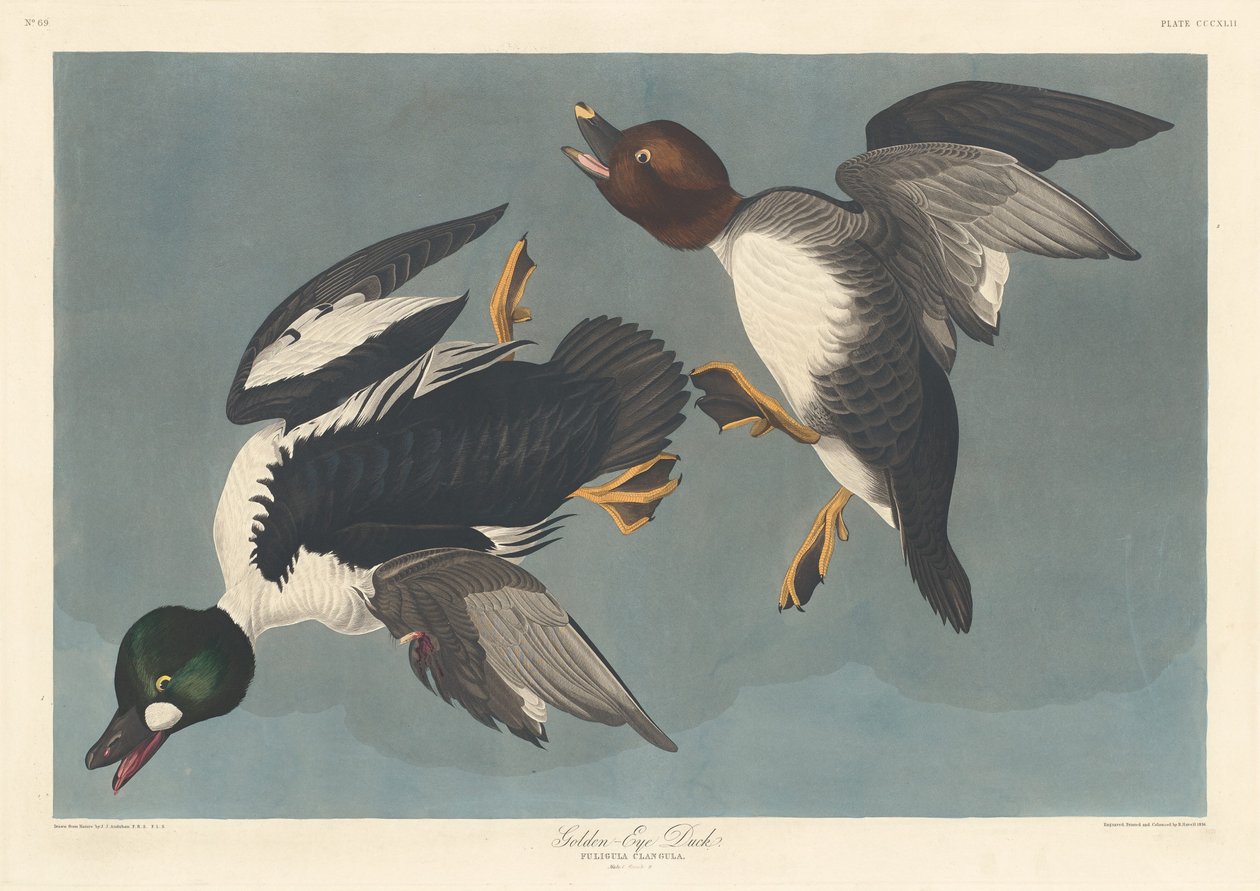 Kultasilmäinen ankka, 1836. tekijältä Robert Havell
