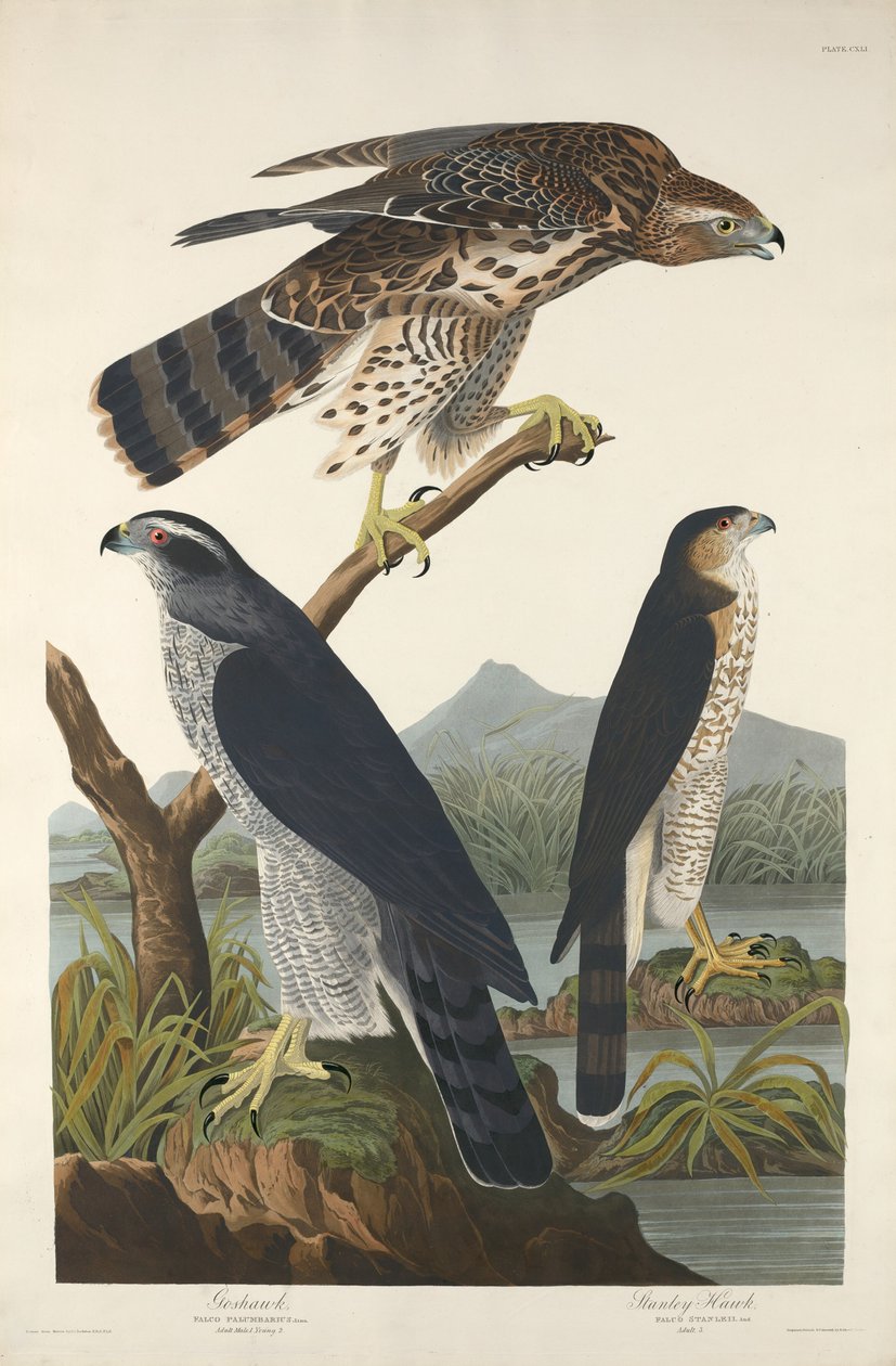 Goshawk ja Stanley Hawk, 1832. tekijältä Robert Havell
