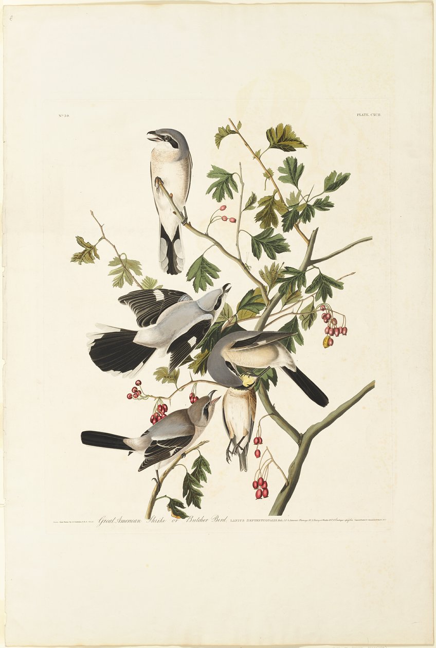 Great American Shrike tekijältä Robert Havell