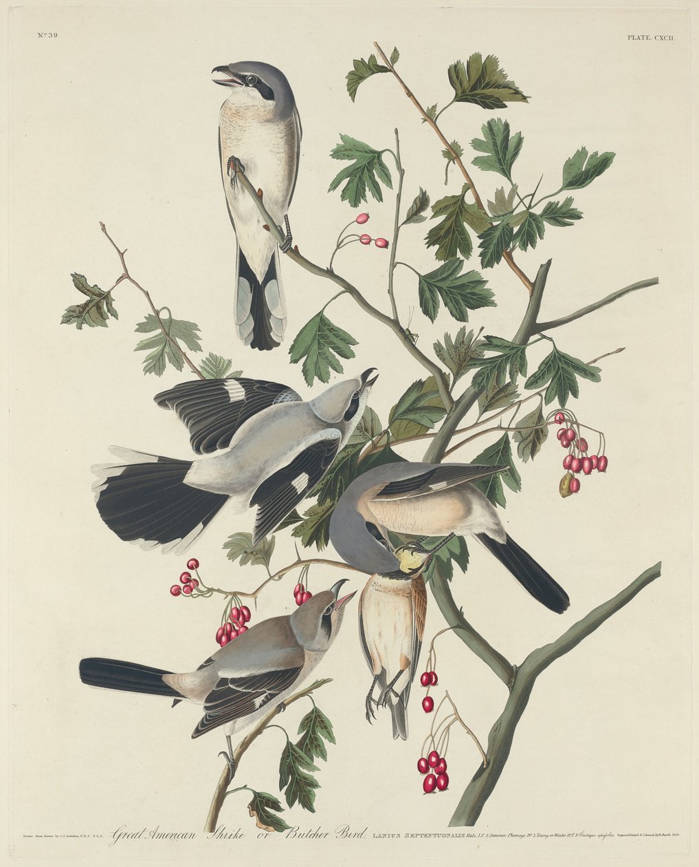 Great American Shrike tai Butcher Bird, 1834. tekijältä Robert Havell