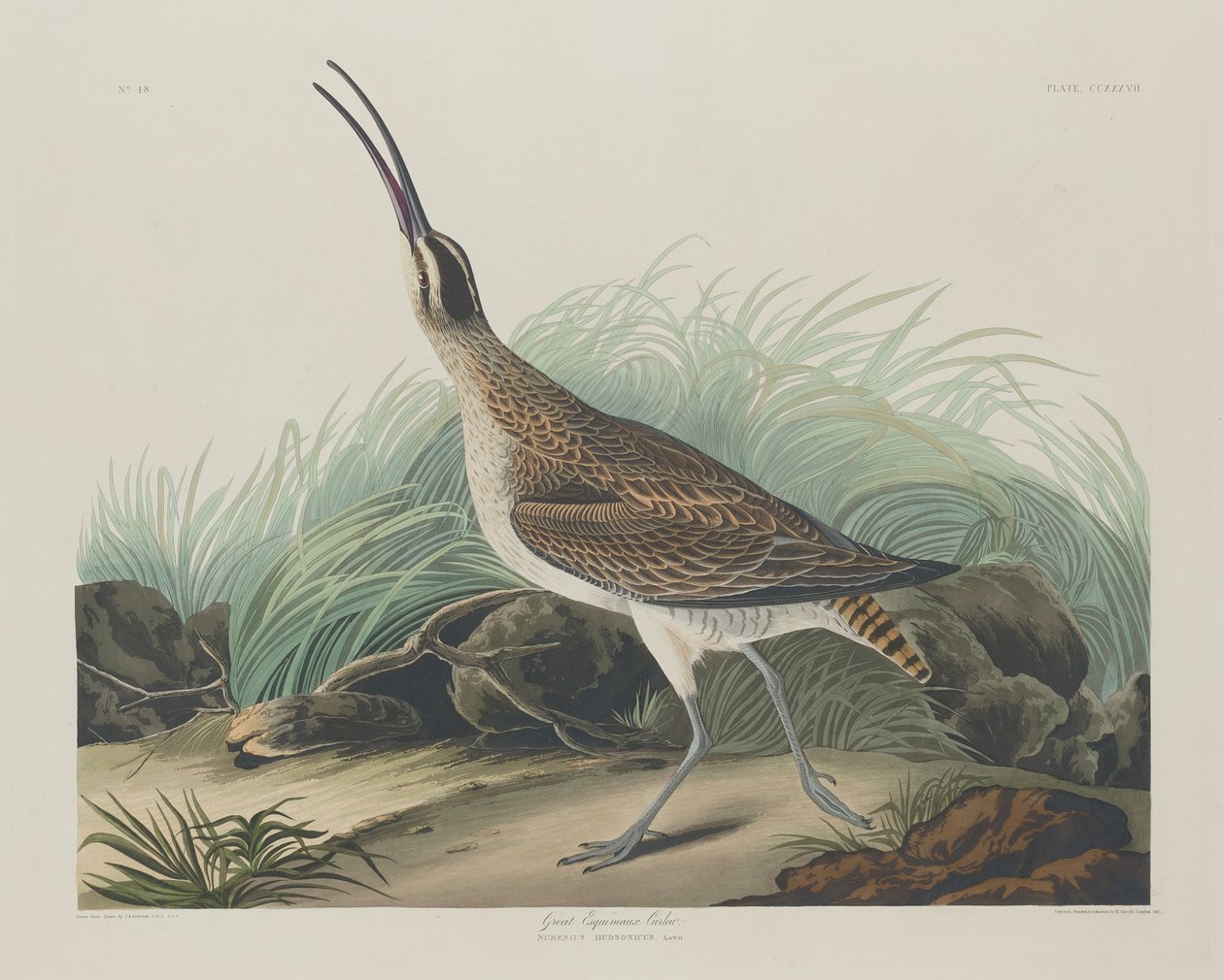 Suuret Curlew-eskimot, 1835. tekijältä Robert Havell