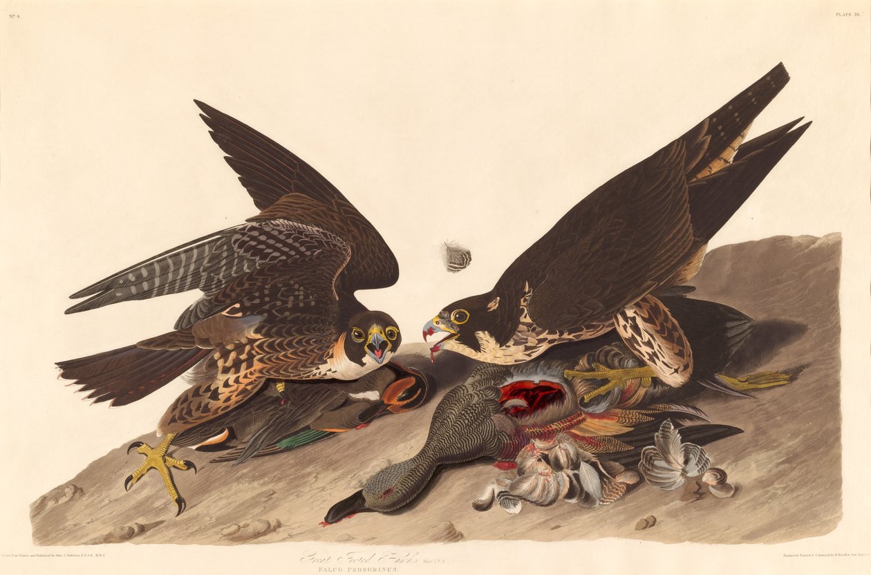 Isojalkahaukka, 1827. tekijältä Robert Havell