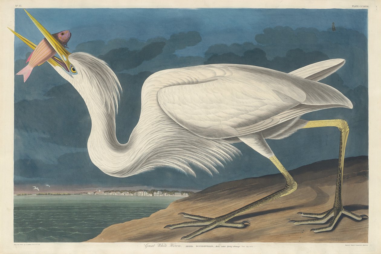 Valkohaikara, 1835. tekijältä Robert Havell