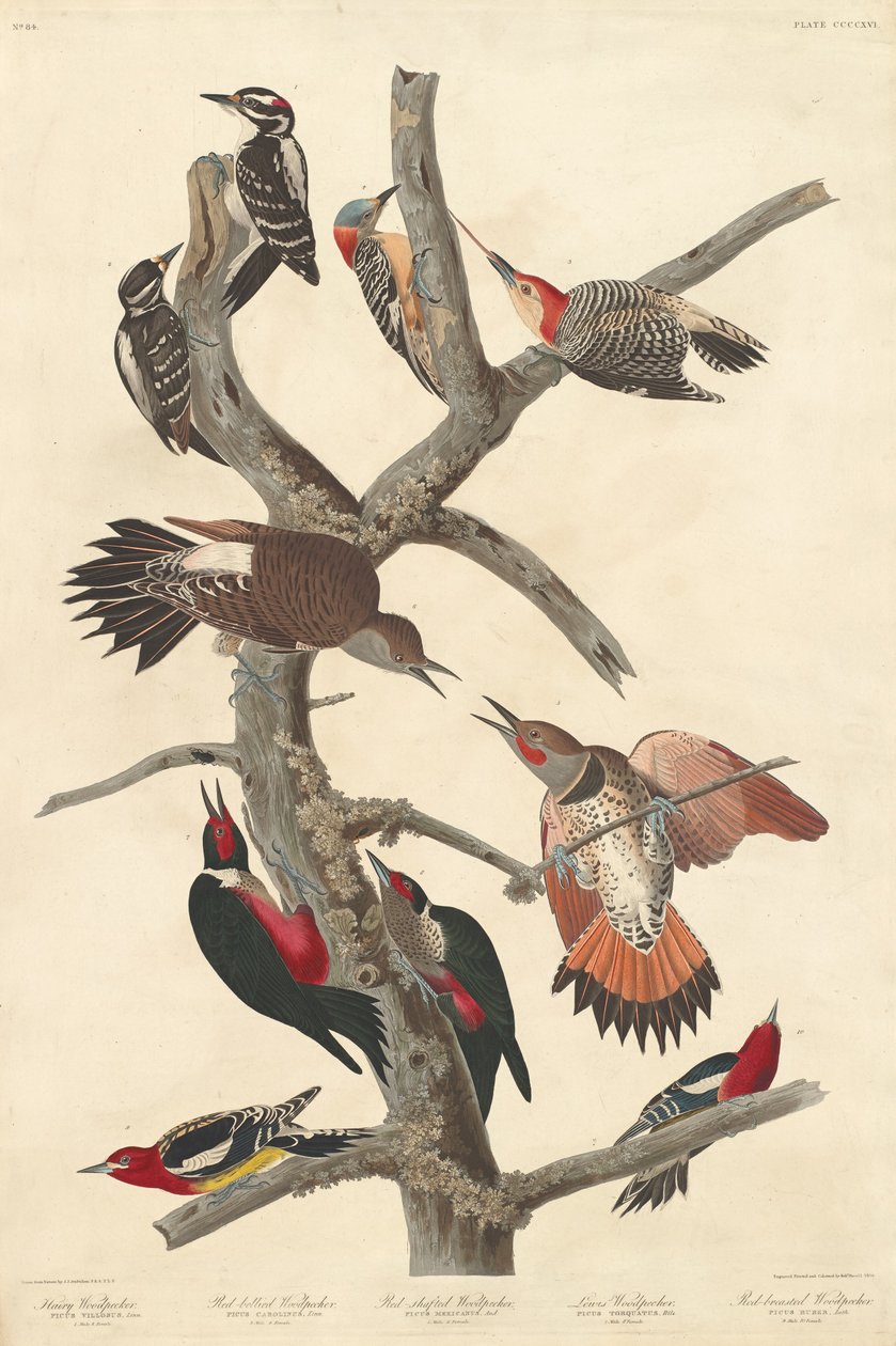 Karvainen tikka, 1838. tekijältä Robert Havell