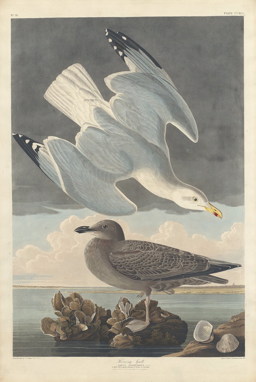 Silakkalokki, 1836. tekijältä Robert Havell