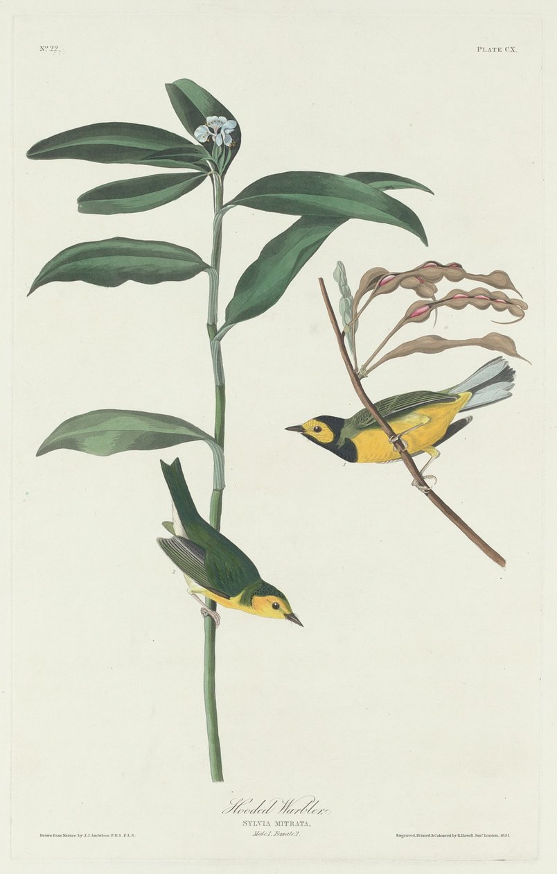 Huppari, 1831. tekijältä Robert Havell