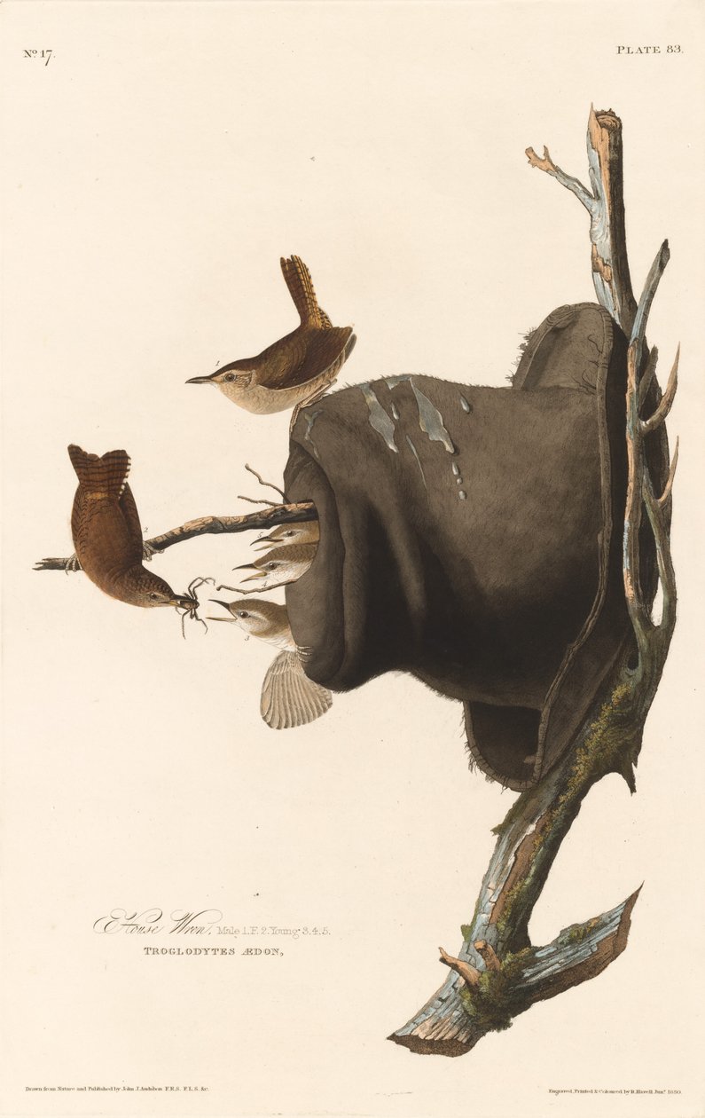 House Wren, 1830. tekijältä Robert Havell