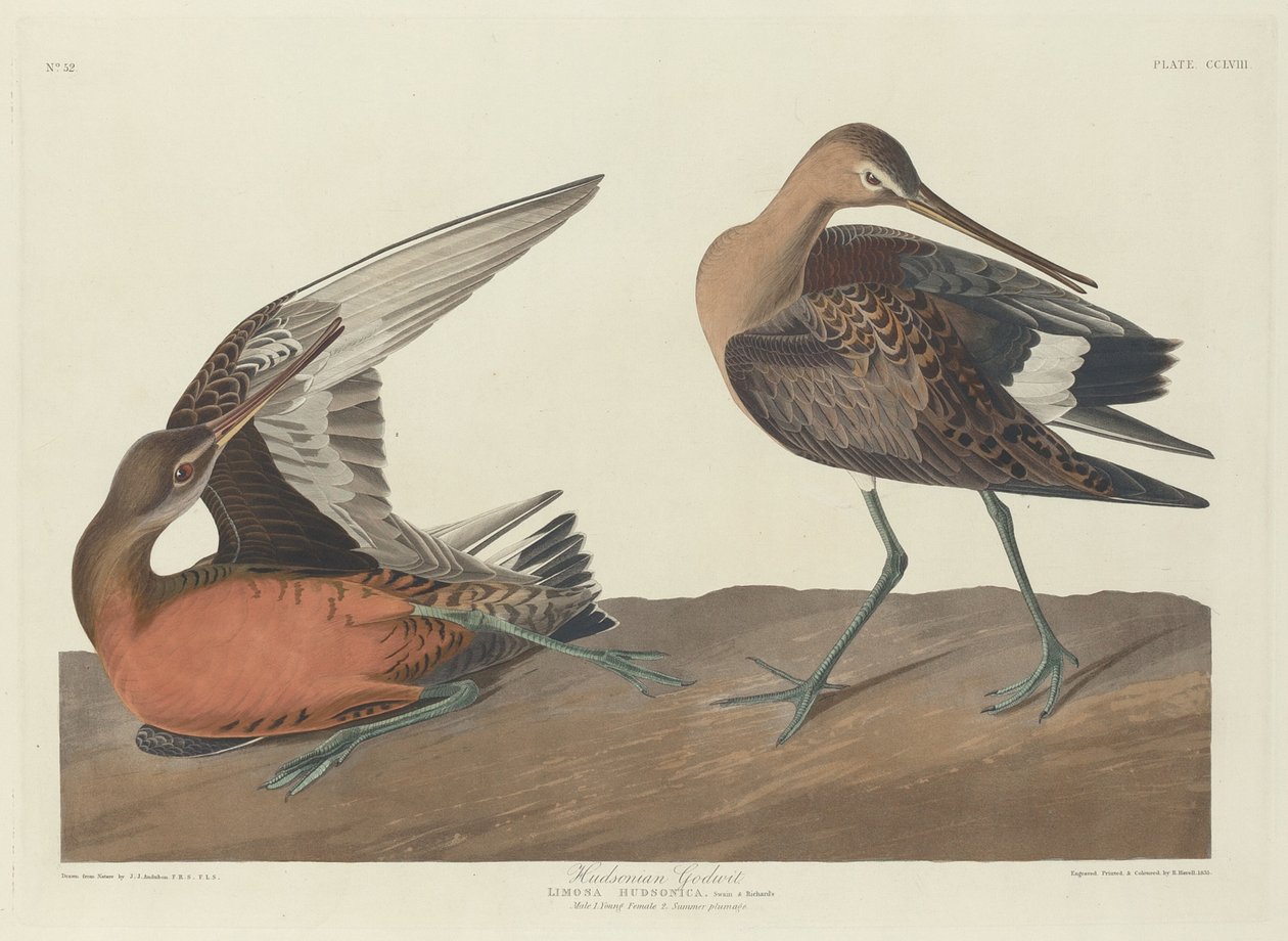 Hudsonian Godwit, 1835. tekijältä Robert Havell