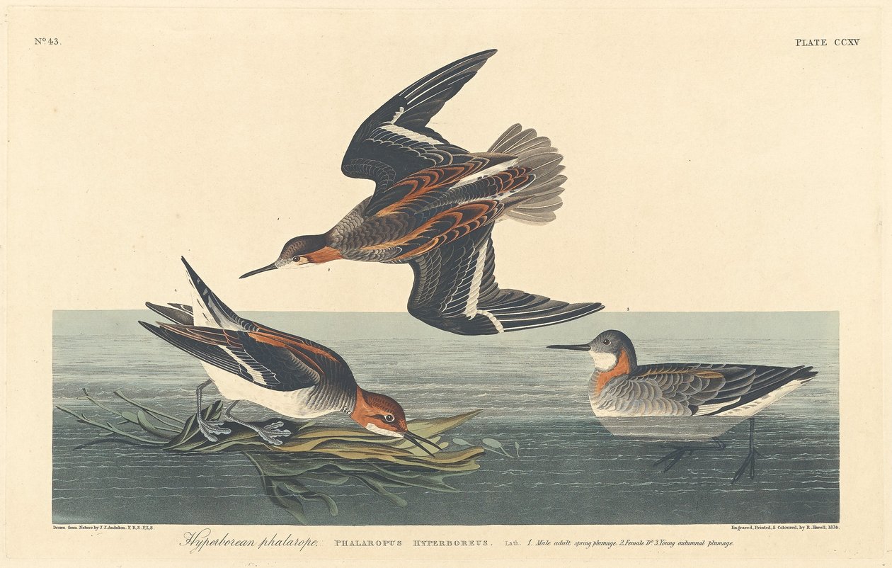 Hyperborean Phalarope, 1834. tekijältä Robert Havell