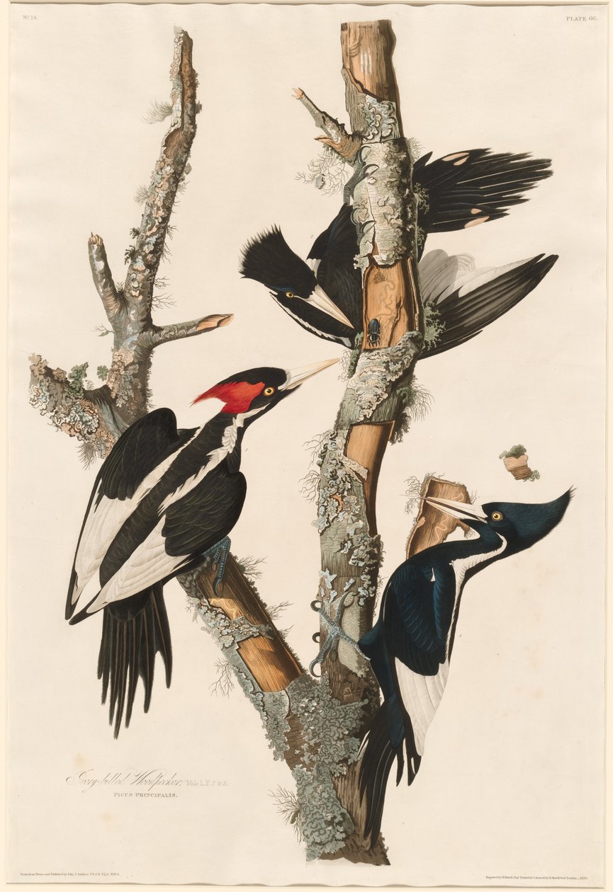 Norsunluu-tikka, 1829. tekijältä Robert Havell