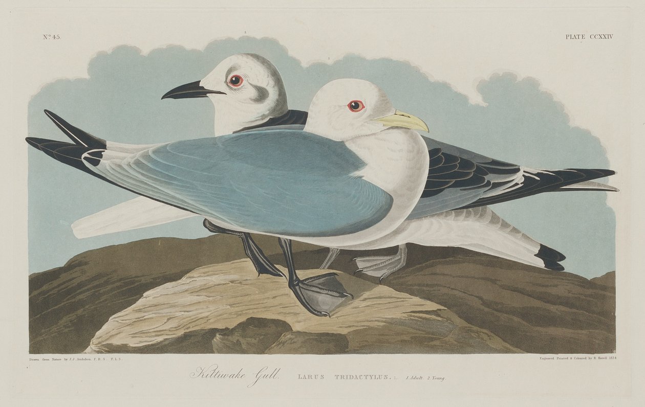 Kittiwake Gold, 1834. tekijältä Robert Havell