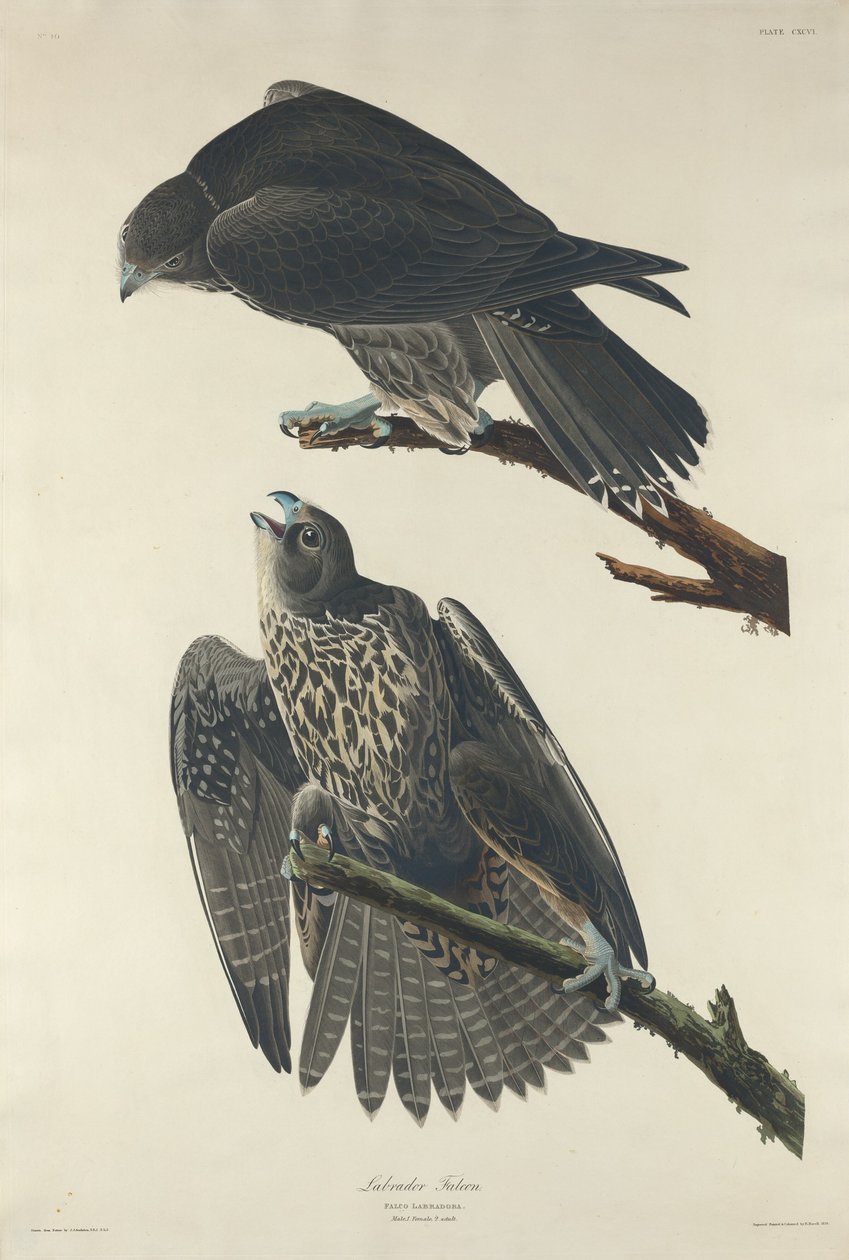 Labrador Falcon, 1834. tekijältä Robert Havell