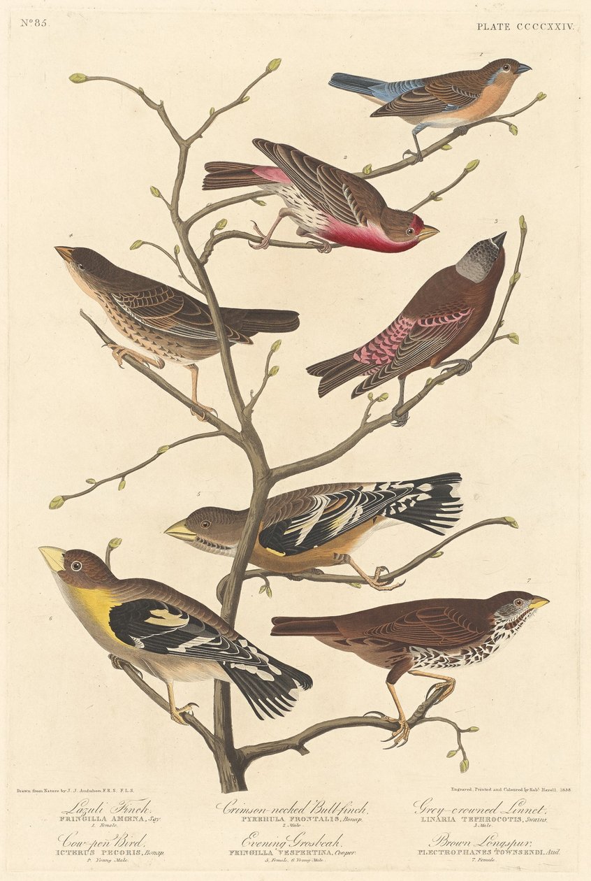 Lazuli Finch, 1838. tekijältä Robert Havell
