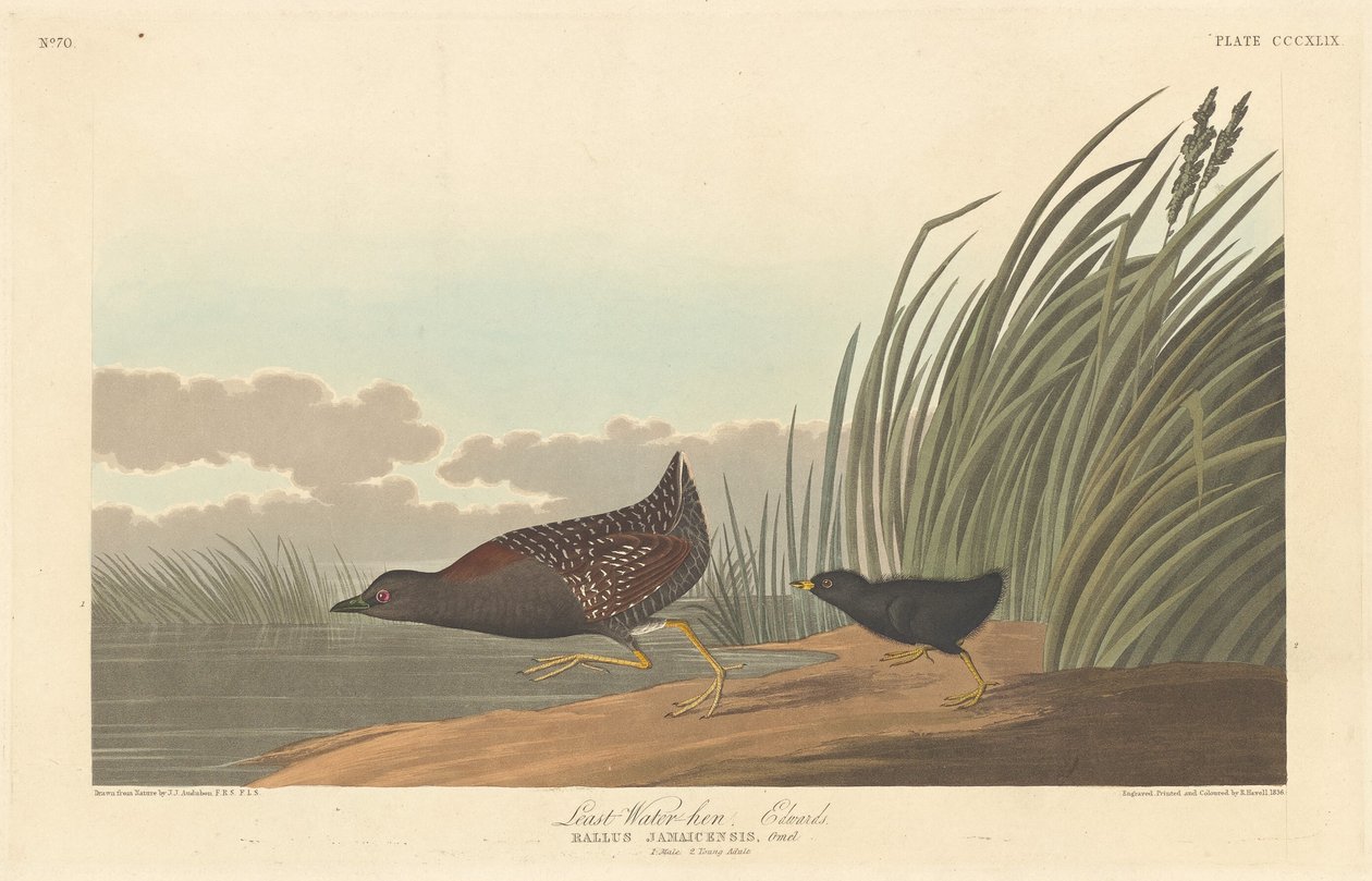Vähiten vesikana, 1836. tekijältä Robert Havell