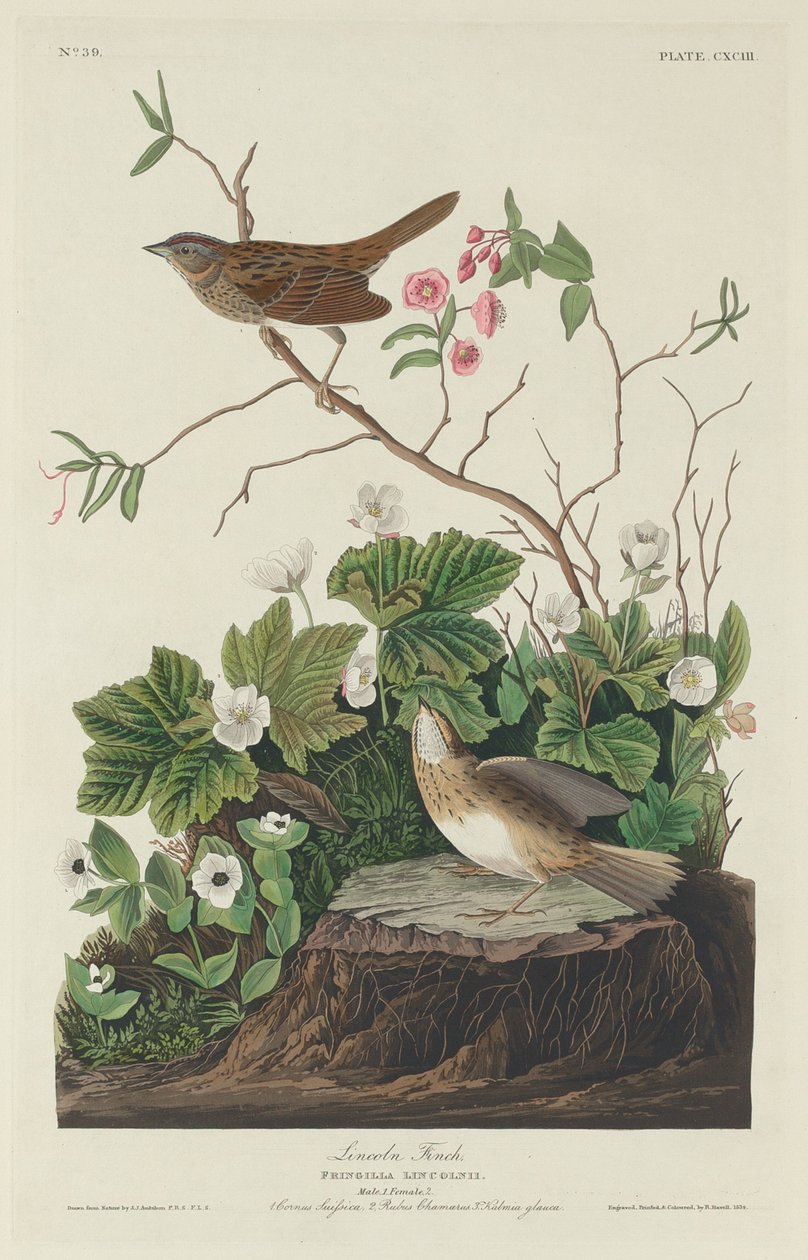 Lincoln Finch, 1834. tekijältä Robert Havell