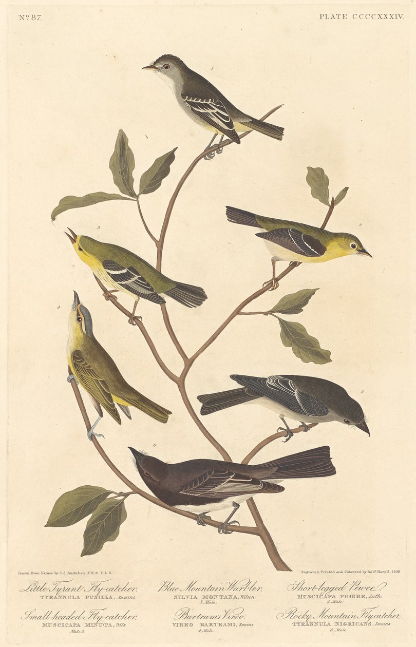 Pikku Tyrannin kärpässieppo, pienipäinen kärpässieppo, Blue Mountain Warbler..., 1838. tekijältä Robert Havell