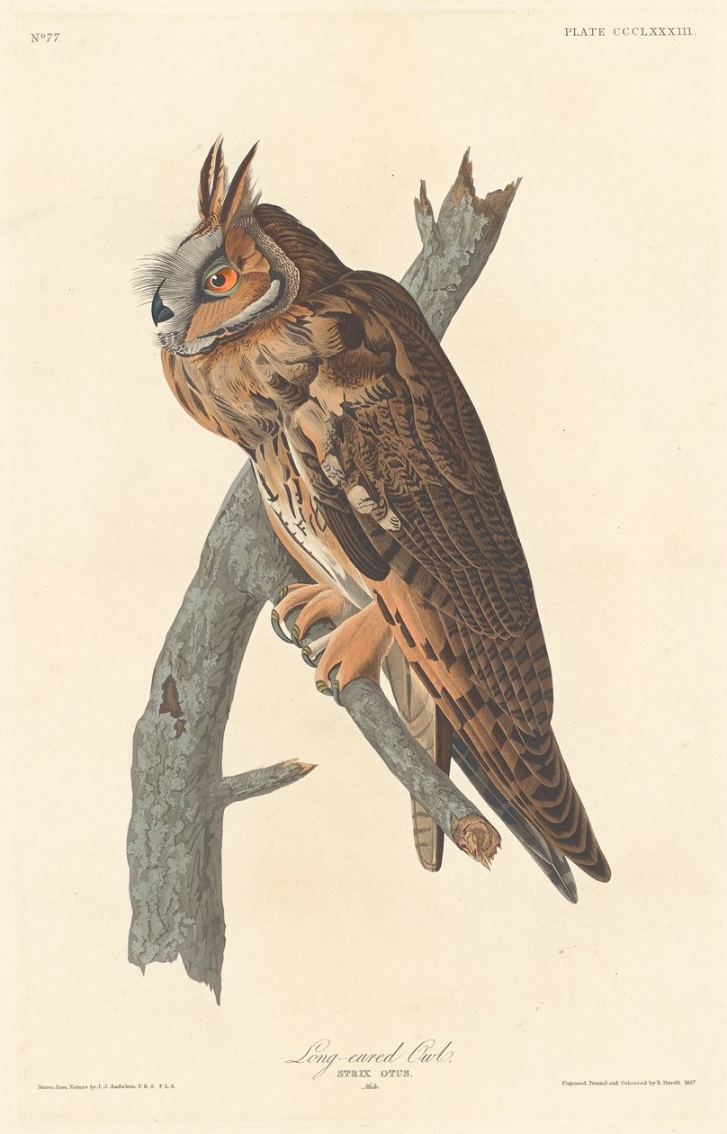 Pitkäkorvapöllö, 1837. tekijältä Robert Havell