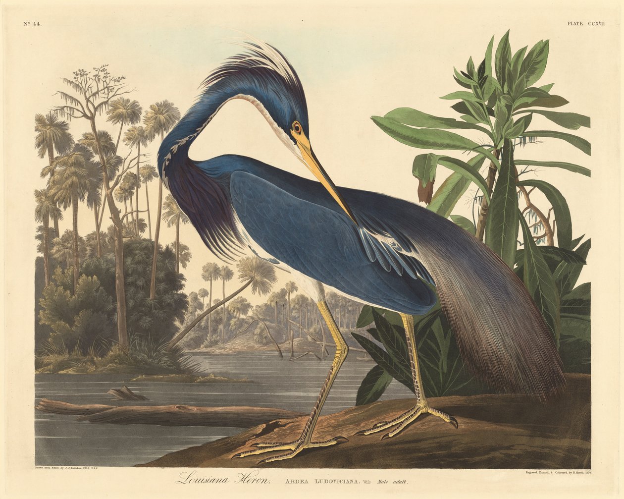 Louisiana Heron, 1834. tekijältä Robert Havell