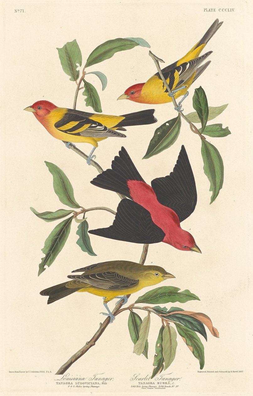 Louisiana Tanager ja Scarlet Tanager, 1837. tekijältä Robert Havell