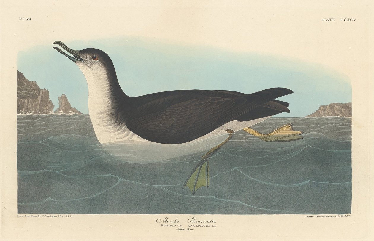 Manks Shearwater, 1836. tekijältä Robert Havell