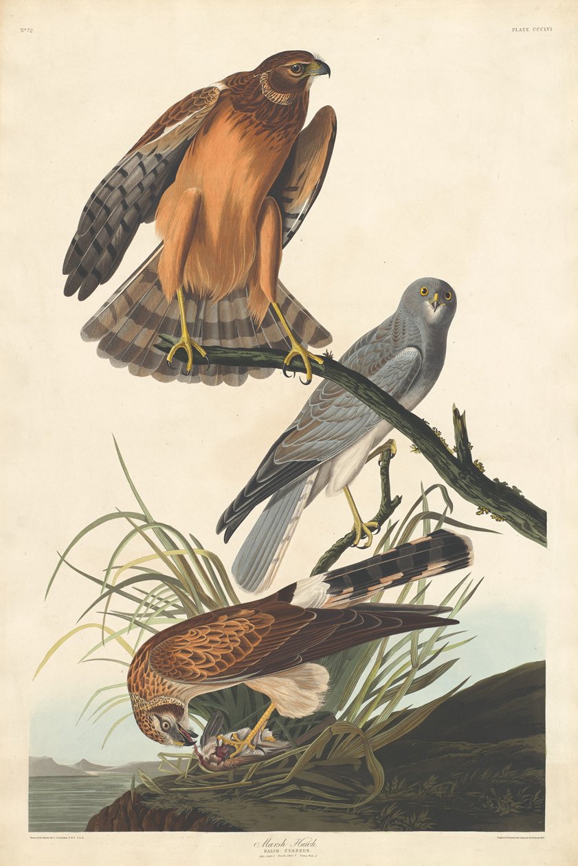 Marsh Hawk, 1837. tekijältä Robert Havell
