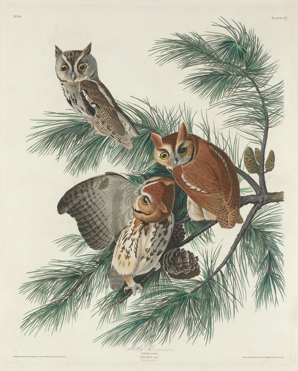 Kirjapöllö, 1830. tekijältä Robert Havell