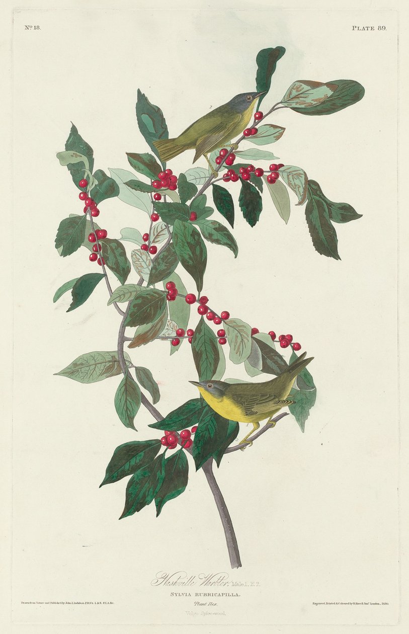 Nashville Warbler, 1830. tekijältä Robert Havell