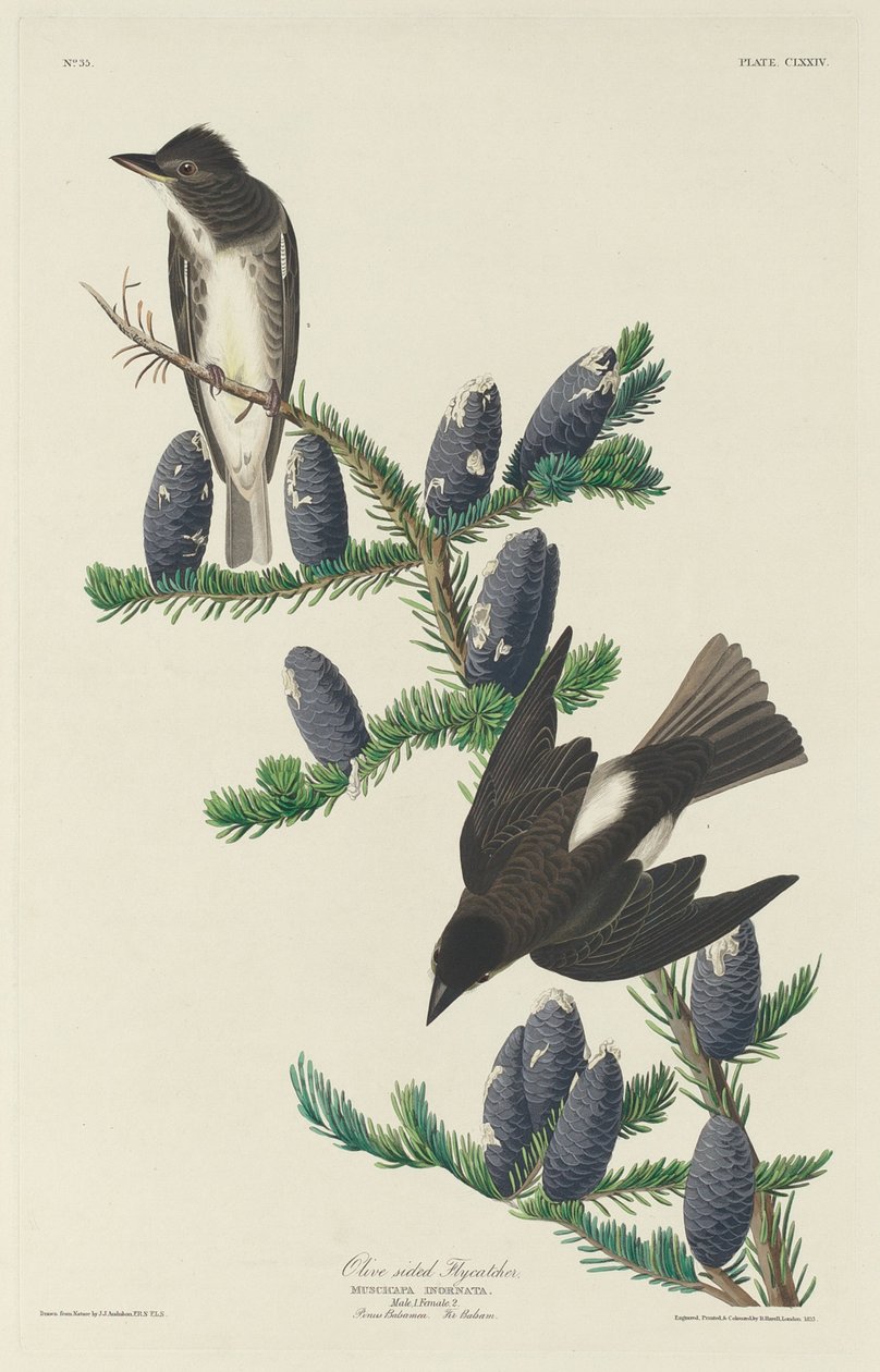 Oliivireunainen kärpässieppo, 1833. tekijältä Robert Havell