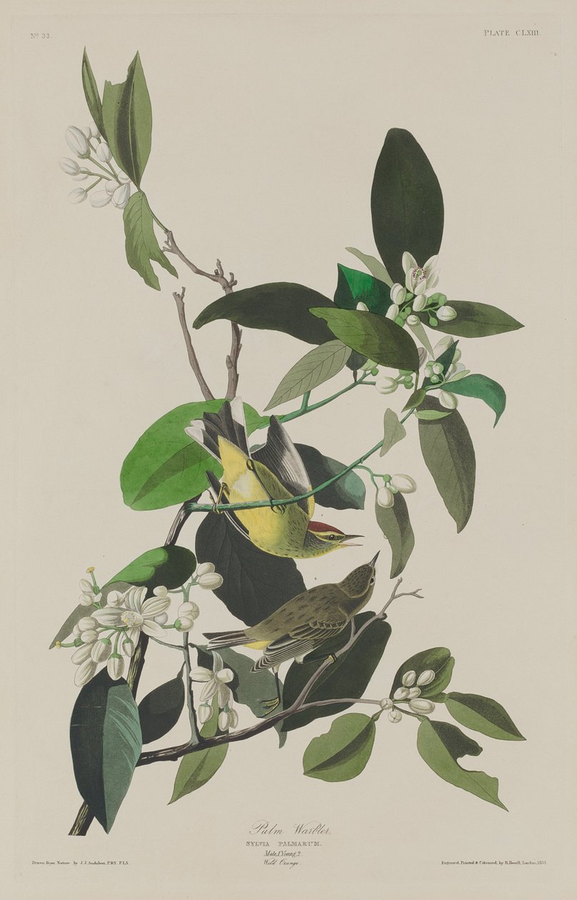Palmukirkko, 1833. tekijältä Robert Havell