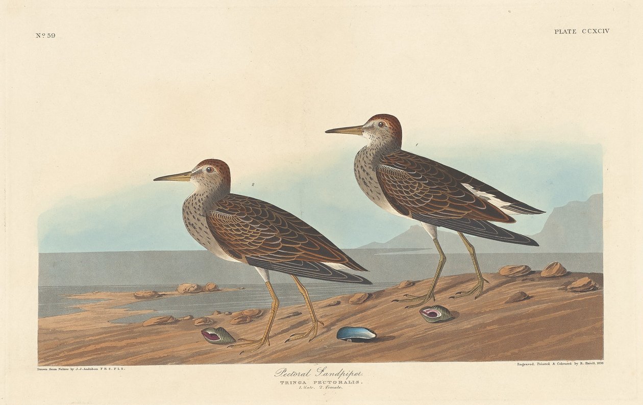 Pectoral Sandpiper, 1836. tekijältä Robert Havell