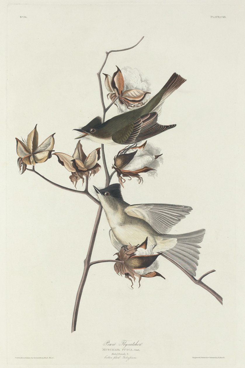 Pewit Flycatcher, 1831. tekijältä Robert Havell