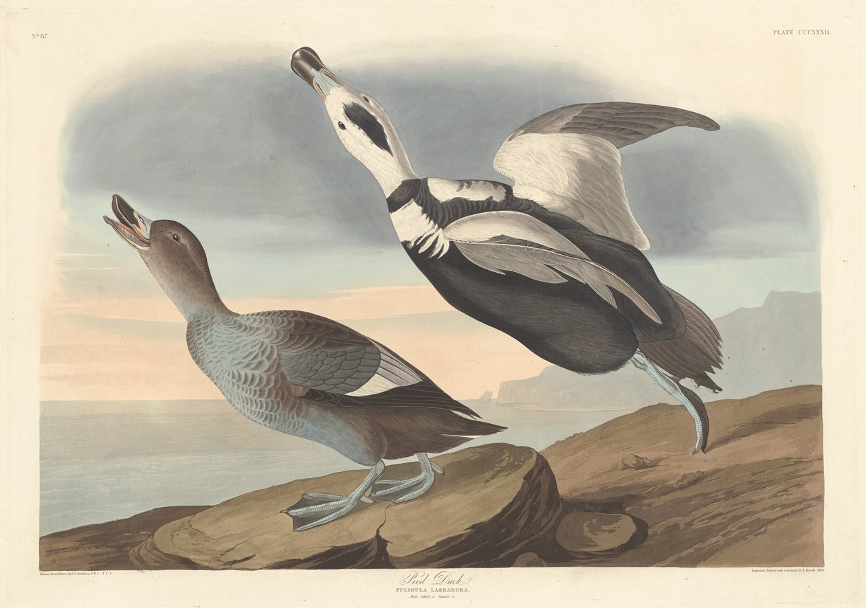 Pied ankka, 1836. tekijältä Robert Havell