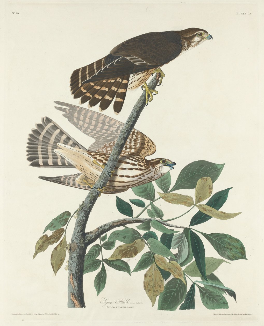 Pigeon Hawk, 1830. tekijältä Robert Havell