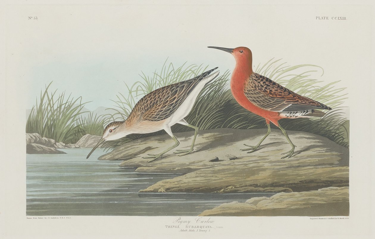 Pigmy Curlew, 1835. tekijältä Robert Havell